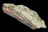 Dinosaur Rib Bone Section In Rock - South Dakota #145894-4